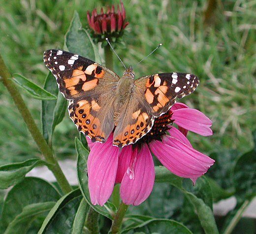 Coneflower